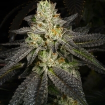 Tropical Fusion Feminised (Archive Seedbank) Cannabis Seeds
