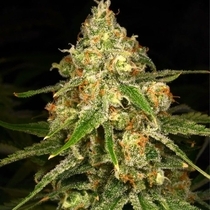 Ginger Tea Feminised (Archive Seedbank) Cannabis Seeds
