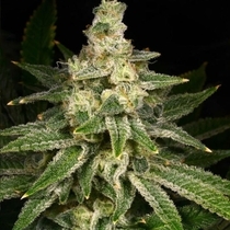 Crazy Hazey Feminised (Archive Seedbank) Cannabis Seeds
