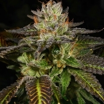 Ice Cream Cone Regular (Archive Seedbank) Cannabis Seeds