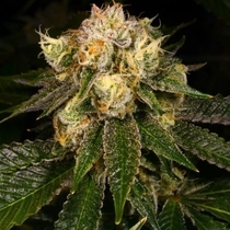 Flak Jacket Regular (Archive Seedbank) Cannabis Seeds
