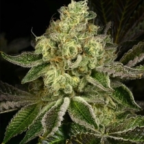 Show Boat Regular (Archive Seedbank) Cannabis Seeds