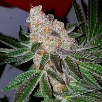 Heat Wave Regular (Archive Seedbank) Cannabis Seeds