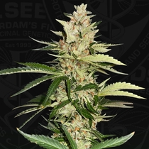 Banana Candy Krush Feminised (TH Seeds) Cannabis Seeds