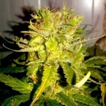 LEMON HAZE (BSB Genetics)  Cannabis Seeds