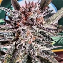 LSD ULTRA (BSB Genetics) Cannabis Seeds
