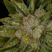 MK ULTRA (BSB Genetics) Cannabis Seeds