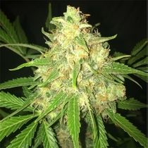 MOBY DICK (BSB Genetics) Cannabis Seeds