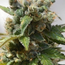 POWER PLANT (BSB Genetics) Cannabis Seeds