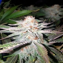 RAINBOW GLUE (BSB Genetics) Cannabis Seeds