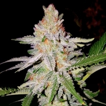 ZKITTLES (BSB Genetics) Cannabis Seeds
