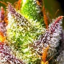 MIMOSA (BSB Genetics) Cannabis Seeds