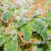 THE RUNTZ (BSB Genetics) Cannabis Seeds
