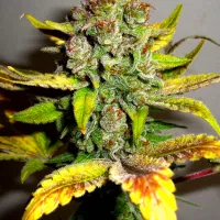 SUPER NOVA OG (BSB Genetics) Cannabis Seeds
