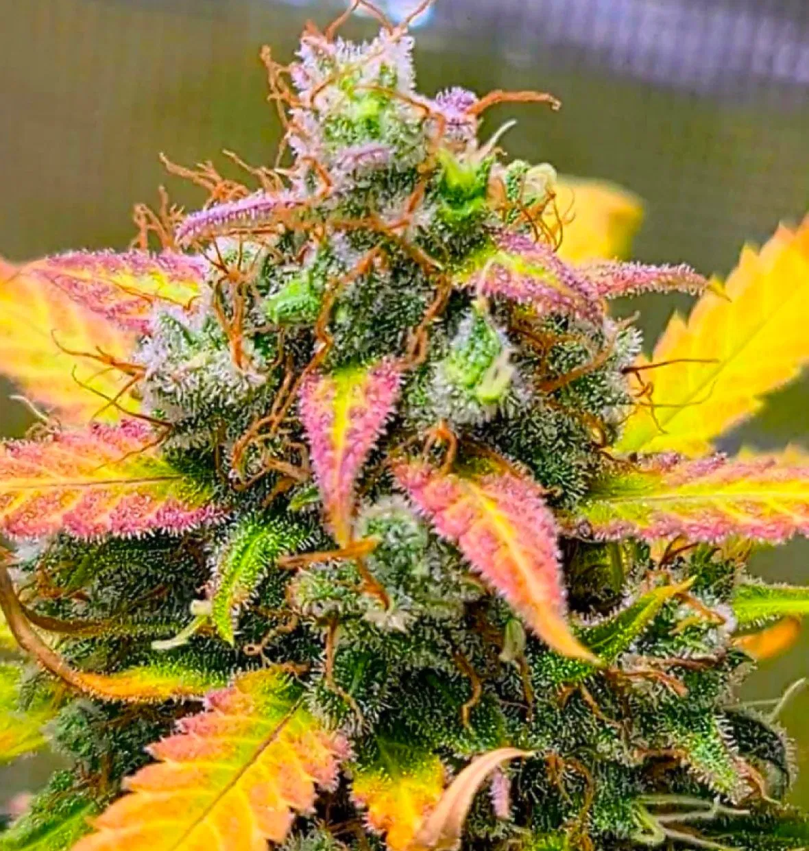 STRAWBERRY BANANA (BSB Genetics) Cannabis Seeds