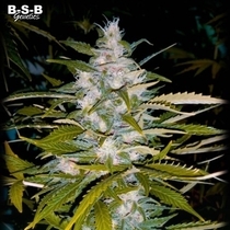 AUTO CRITICAL + (BSB Genetics) Cannabis Seeds