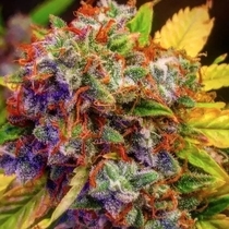 DIABLO XL (BSB Genetics) Cannabis Seeds