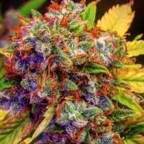 DIABLO XL Auto (BSB Genetics) Cannabis Seeds