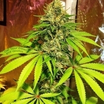 GIRL SCOUT COOKIES Auto (BSB Genetics) Cannabis Seeds