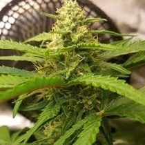 MANDARINE DREAM XL Auto (BSB Genetics) Cannabis Seeds
