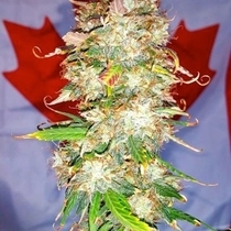 AUTO NORTHERN BIG BUD (BSB Genetics) Cannabis Seeds