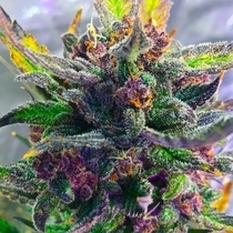 STRAWBERRY MILKSHAKE Auto (BSB Genetics) Cannabis Seeds
