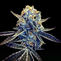 Tangieland Regular (Crockett Family Farms) Cannabis Seeds
