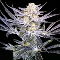 Strawberry Fields Regular (Crockett Family Farms) Cannabis Seeds