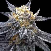 SSOG Female (Crockett Family Farms) Cannabis Seeds