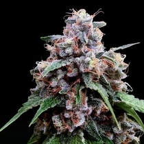 Lemon 18 Female (Crockett Family Farms) Cannabis Seeds