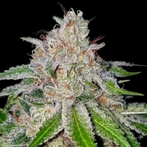 Cherry 18 Female (Crockett Family Farms) Cannabis Seeds