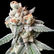 BT7 Female (Crocket Family Farms) Cannabis Seeds