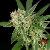 Sour Banana Sherbet Regular (Crockett Family Farms) Cannabis Seeds