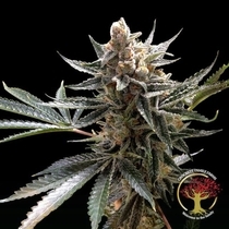 Crockett's Tangie Regular (Crockett Family Farms) Cannabis Seeds