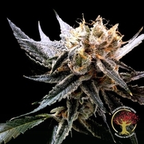 Crockett's Sour Tangie Regular (Crockett Family Farms) Cannabis Seeds