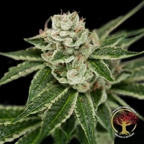 Crockett's Dawg Regular (Crockett Family Farms) Cannabis Seeds