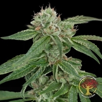 Crockett's Confidential Regular (Crockett Family Farms) Cannabis Seeds