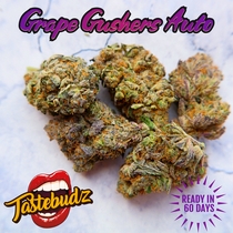 Grape Gushers Auto Feminised (Taste-budz Seeds) Cannabis Seeds