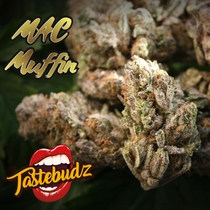 MAC Muffin Feminised (Tastebudz Seeds) Cannabis Seeds