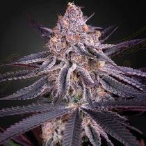 King's Juice Feminised (Green House Seeds) Cannabis Seeds