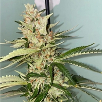 Banana Loaf Feminised (The Plug Seedbank Seeds) Cannabis Seeds