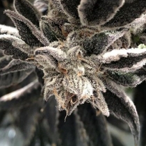 Punch the Cake Feminised (The Plug Seedbank Seeds) Cannabis Seeds