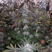 Melonaid Zkittlez Feminised (The Plug Seedbank Seeds) Cannabis Seeds
