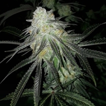 Lots of Zkittlez Feminised (The Plug Seedbank Seeds) Cannabis Seeds
