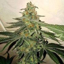 Forbidden Fruit Cake Feminised (The Plug Seedbank Seeds) Cannabis Seeds