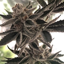 Do-Si-Dos Zkittlez Feminised (The Plug Seedbank Seeds) Cannabis Seeds