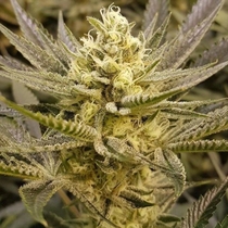 Sorbet Feminised (The Plug Seedbank Seeds) Cannabis Seeds