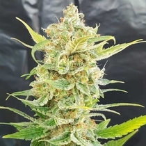 A Little Kushy Auto (Freedom Of Seeds) Cannabis Seeds