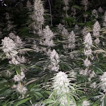 Spumoni Feminised (The Plug Seedbank Seeds) Cannabis Seeds