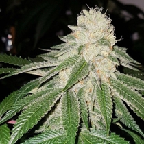 Sunlato FKA Currylato Feminised (The Plug Seedbank Seeds) Cannabis Seeds